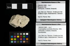 Foto (Objekt + Etiketten) von Cracensigillatus acutirostris (Moericke, 1889) 